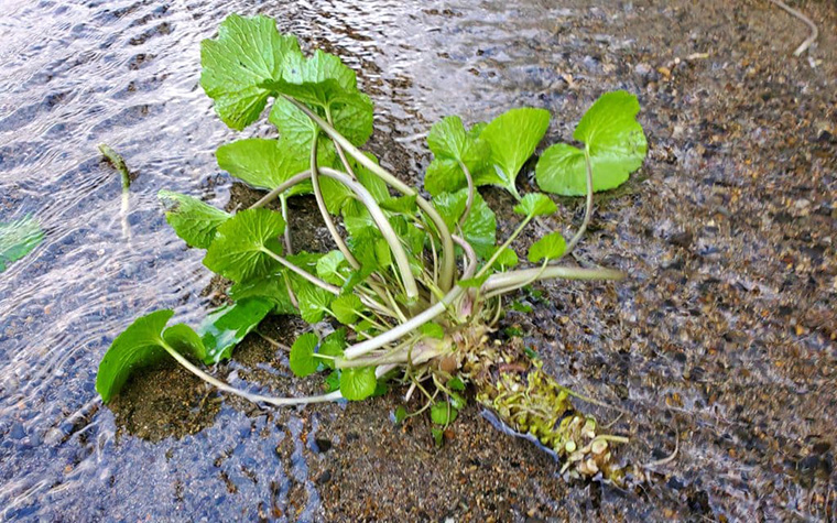 東北No.1！わさび農家とめぐる、贅沢わさび旅。